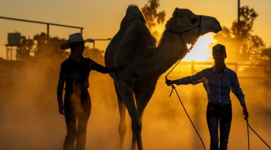 A camel in Outback Queensland. | Newsreel