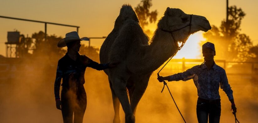 A camel in Outback Queensland. | Newsreel