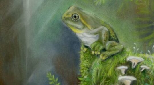 Oldest Aussie frog leaps back in time 22 million years
