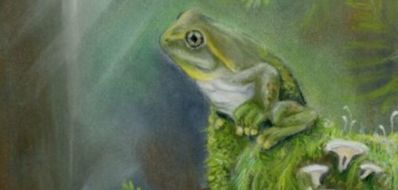 New frog species, Litoria tylerantiqua. | Newsreel