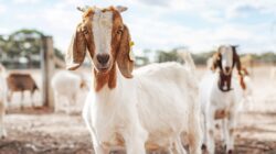Goats. | Newsreel