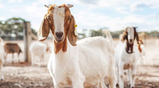 Goats. | Newsreel