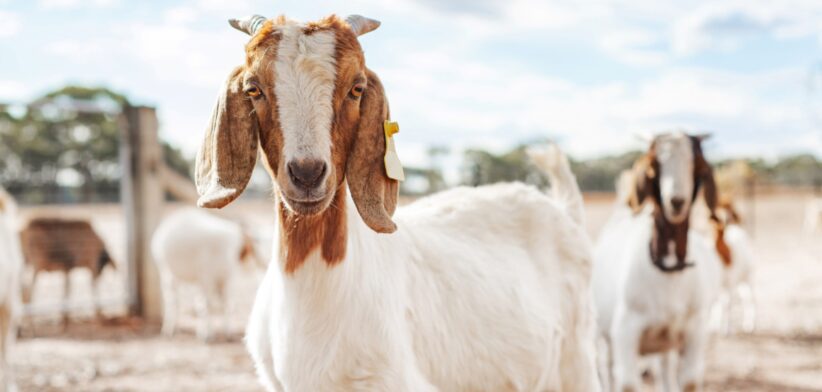 Goats. | Newsreel