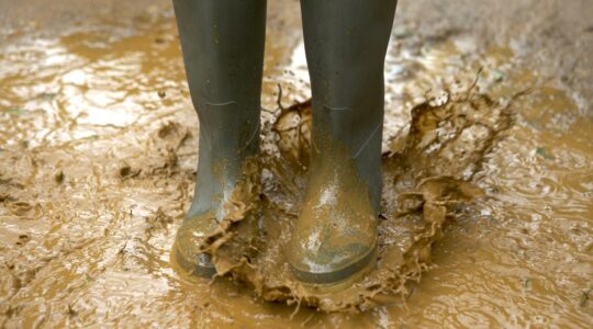 Mud bug has killed 31 Queenslanders this year. Why?