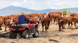 Mustering on quadbike. | Newsreel