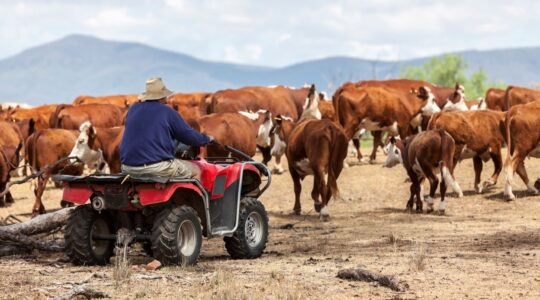 Mustering on quadbike. | Newsreel