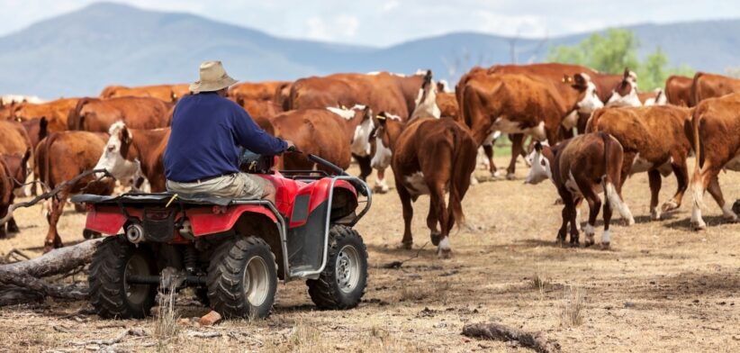 Mustering on quadbike. | Newsreel