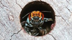 Australian native bee. | Newsreel