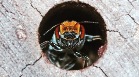 Honey bee not so sweet for native cousin