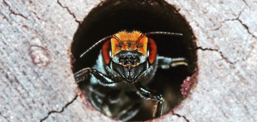 Australian native bee. | Newsreel