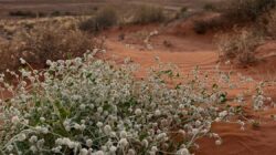 Outback Queensland. | Newsreel