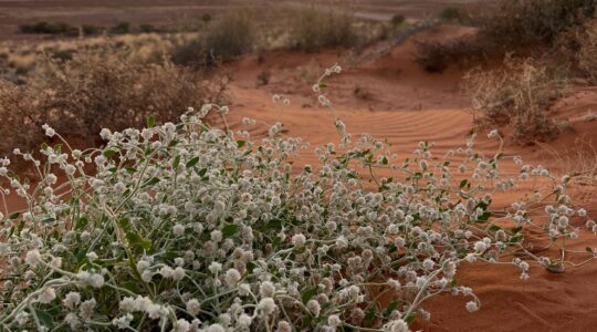 Outback Queensland. | Newsreel