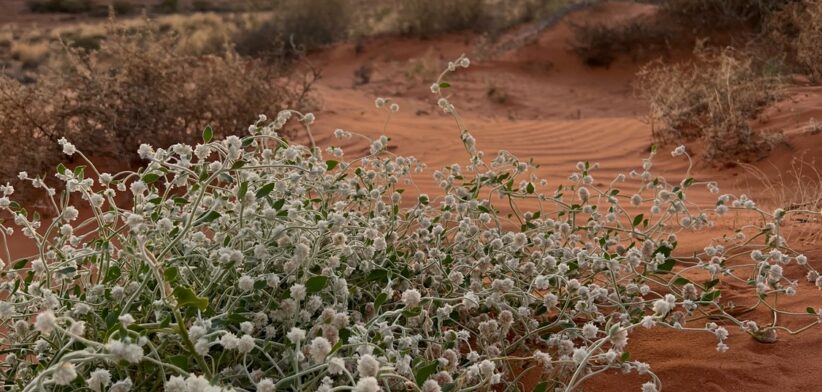 Outback Queensland. | Newsreel