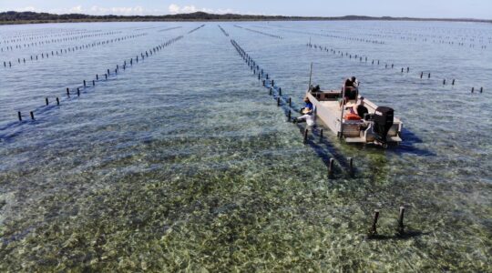 Pearler of a business opportunity on Moreton Bay