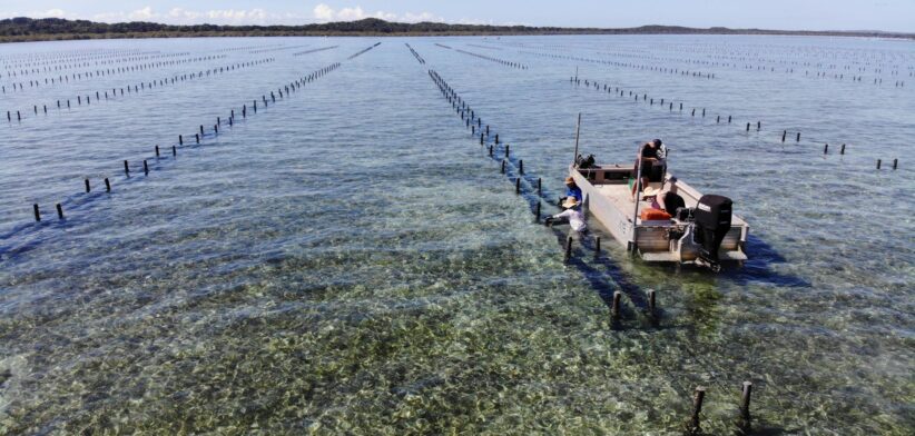 Kooringal oyster farm, Moreton Bay, Queensland, Australia