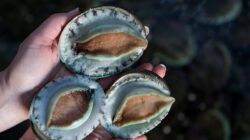 Abalone. | Newsreel