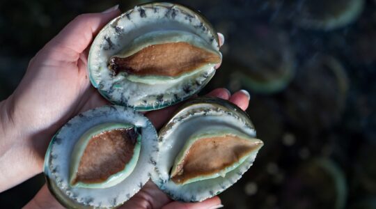 Abalone shows potential as natural IBD treatment