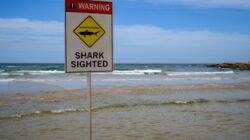 Shark sighting sign. | Newsreel