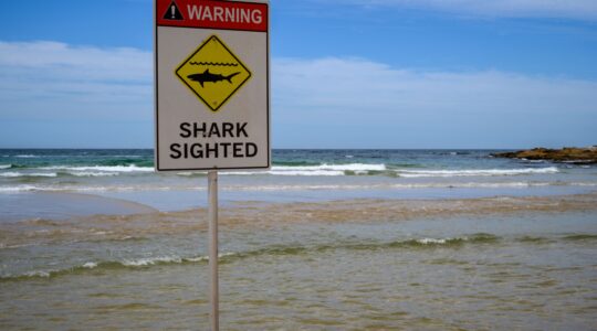 Shark sighting sign. | Newsreel