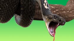 King Cobra. | Newsreel
