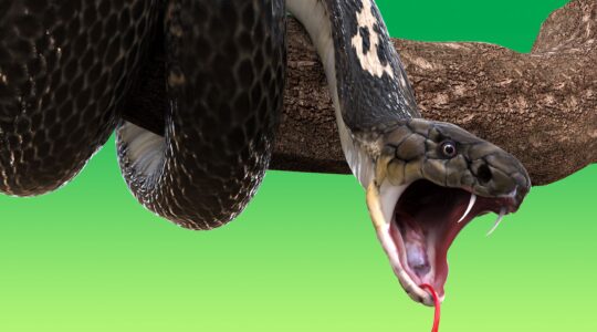 Snake-immune individual key to universal antivenom