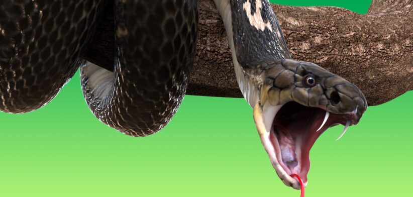 King Cobra. | Newsreel