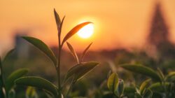 Sunrise. | Newsreel