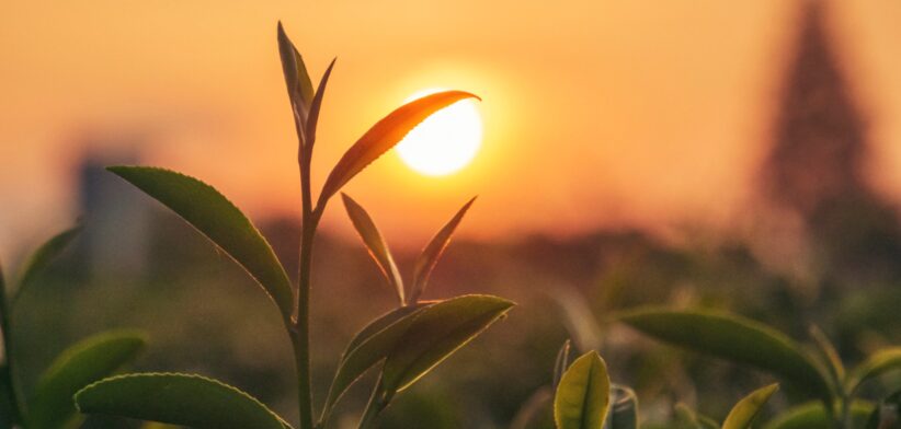 Sunrise. | Newsreel