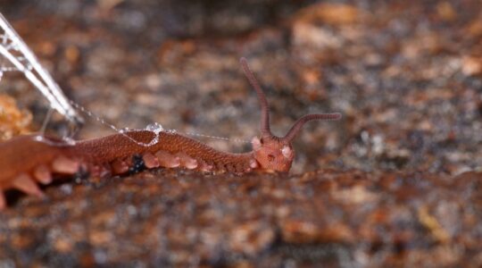 Velvet worm. | Newsreel
