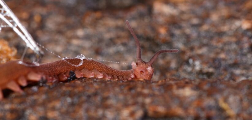 Velvet worm. | Newsreel