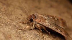 Bogong moth, Australia. | Newsreel