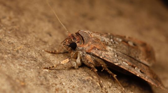 World first for Australia’s starry-eyed Bogong moth