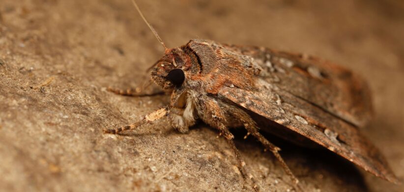 Bogong moth, Australia. | Newsreel