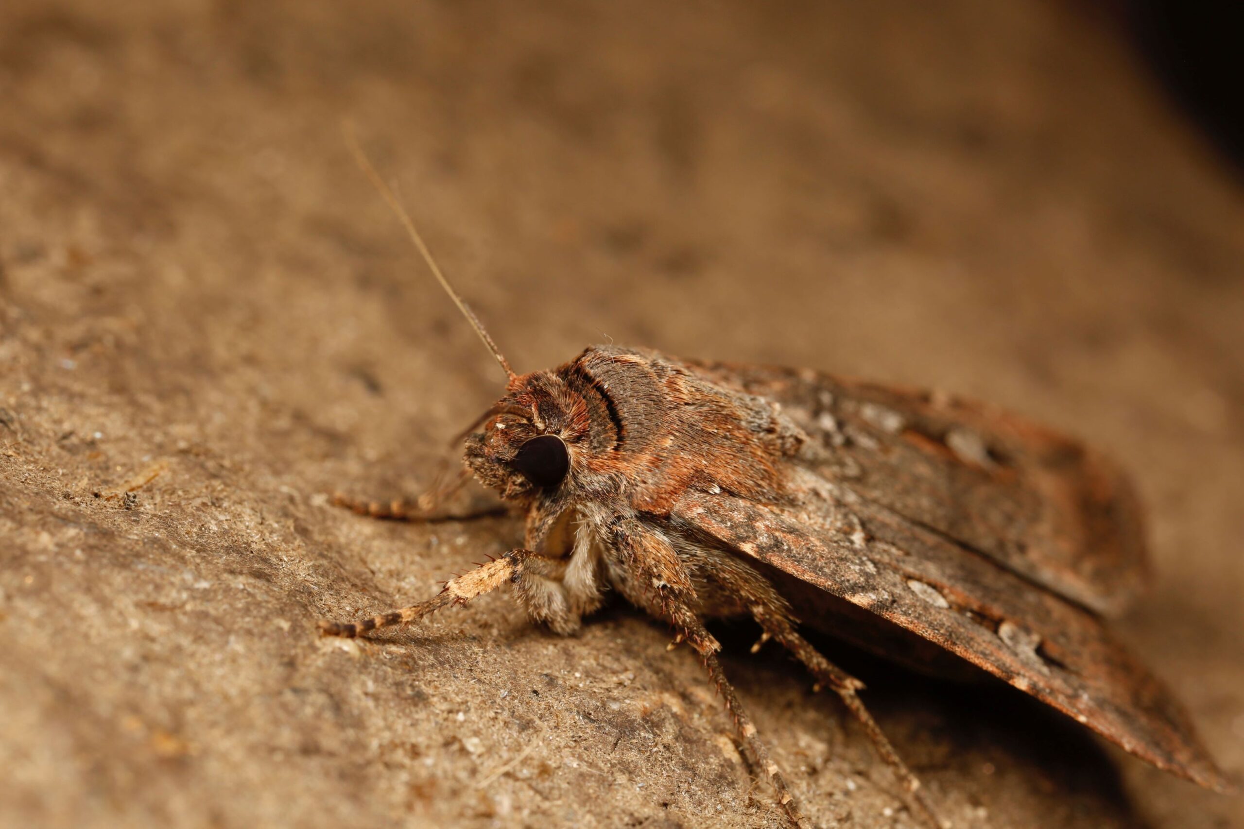 World first for Australia’s starry-eyed Bogong moth – Newsreel