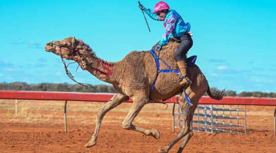 Outback camels kick up red dust