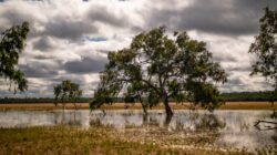 Mabon Thompson Range National Park, Queensland, Australia. | Newsreel
