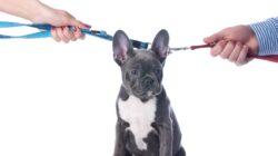 Pet being pulled in two directions. | Newsreel