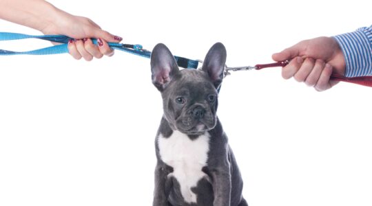 Courts to now decide pet custody in divorce