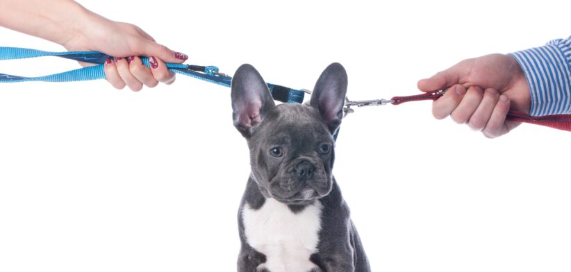 Pet being pulled in two directions. | Newsreel