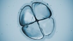 Human cell in early division. | Newsreel