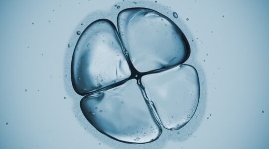 Tracking every cell from our initial zygote