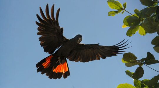 Glossy black cockatoo. | Newsreel