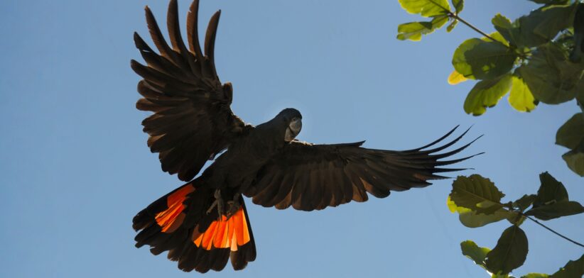 Glossy black cockatoo. | Newsreel