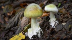 Death cap mushrooms. | Newsreel