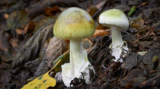 Death cap mushrooms. | Newsreel