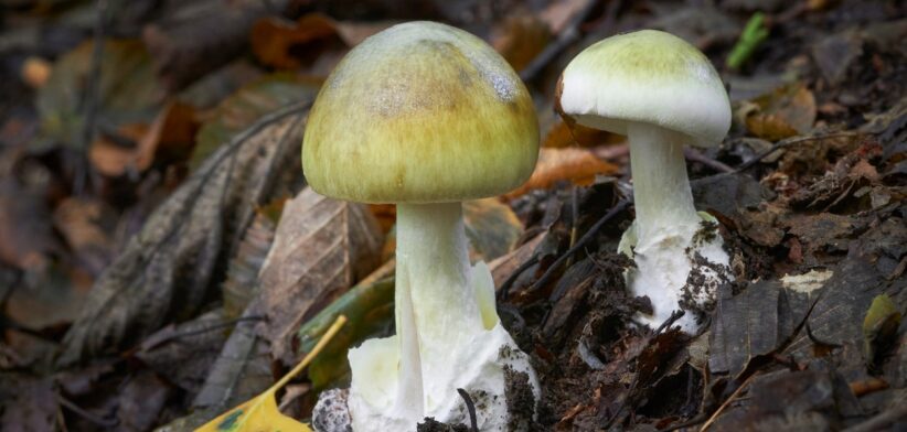 Death cap mushrooms. | Newsreel