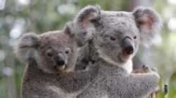 Koala, Australia. | Newsreel