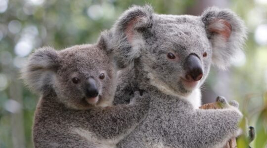 Modern net captures Queensland wildlife