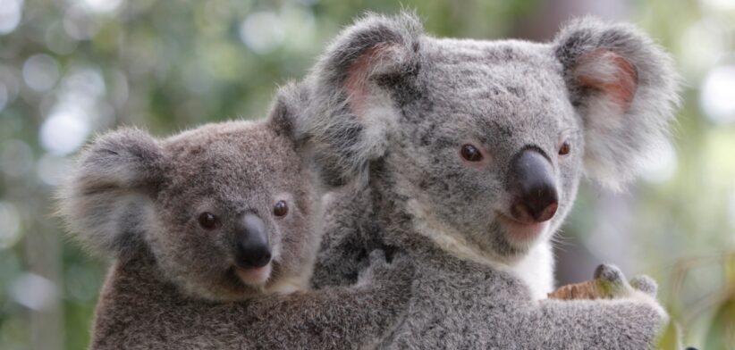 Koala, Australia. | Newsreel