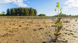 Mangroves in Redland Bay. | Newsreel